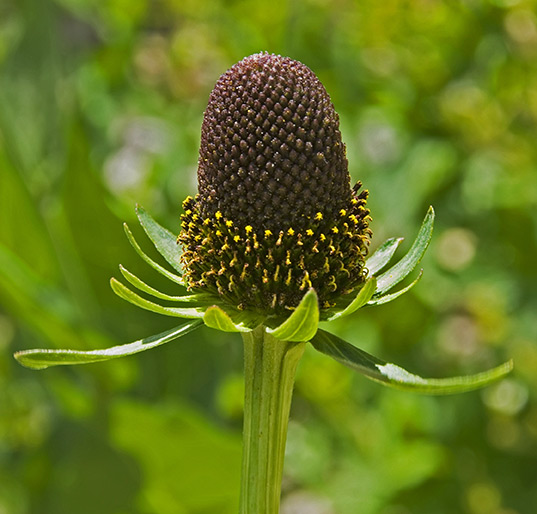 coneflower